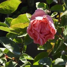 Blessings Hybrid Tea Rose (Rosa Blessings) 2